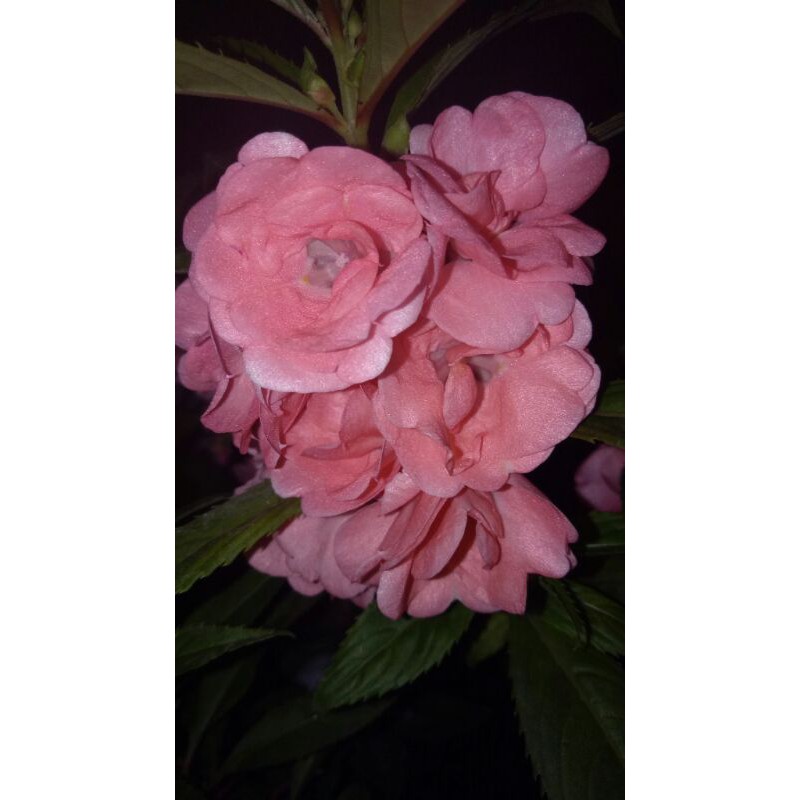 Pacar Air Tumpuk Pink Tua/Old Pink