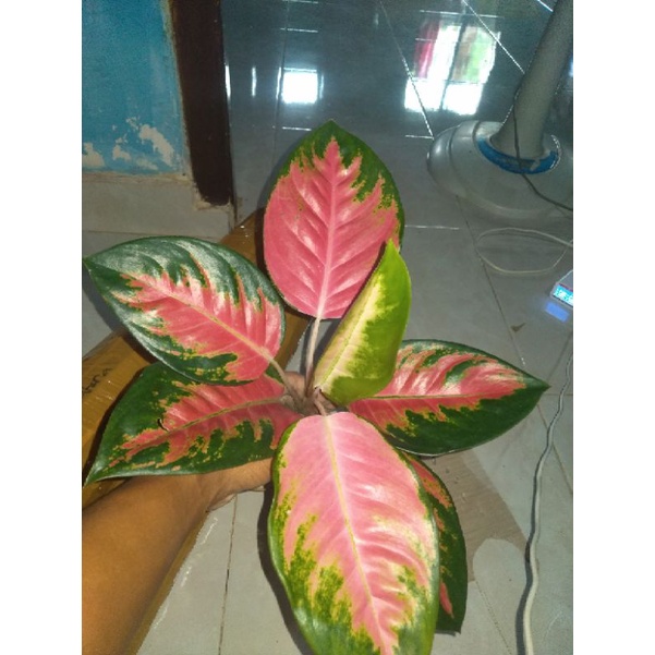 Bunga aglonema kocin