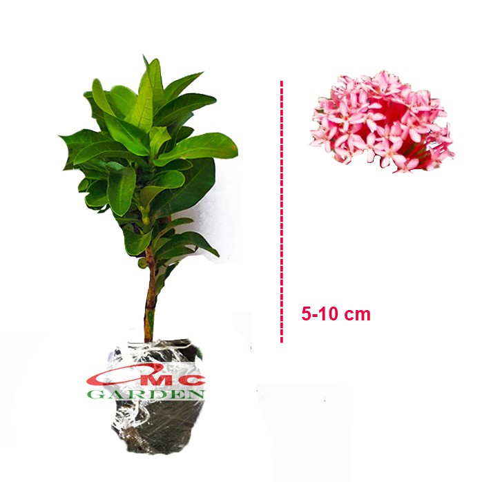 Bibit Tanaman Hias Soka Mini Asoka Jepang Ixora Merah Orange Putih Pink Jambon 0510