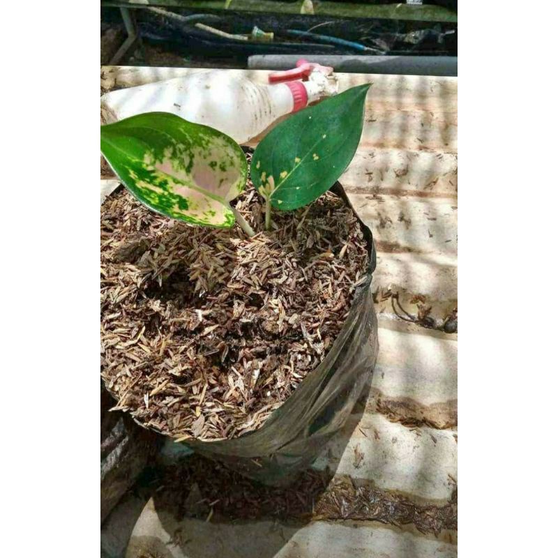 Anakan Aglonema Sultan Brunei