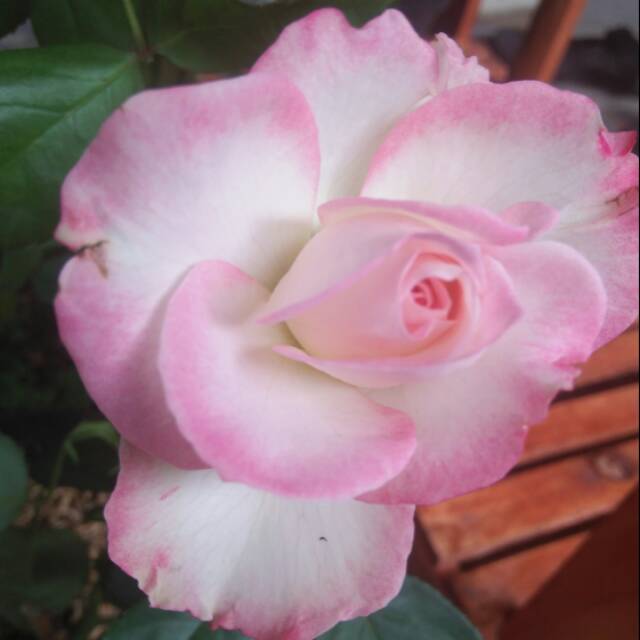 Bunga mawar asli satu paket dengan pot