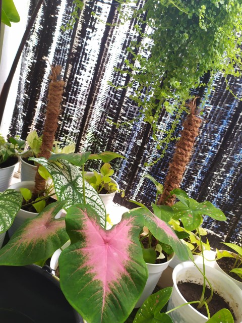 Happytos Merah 160 Gr Pack