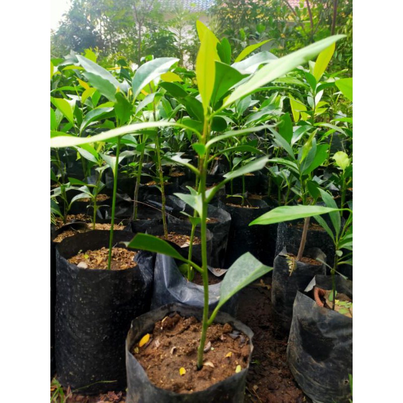 bibit sawo black sapote