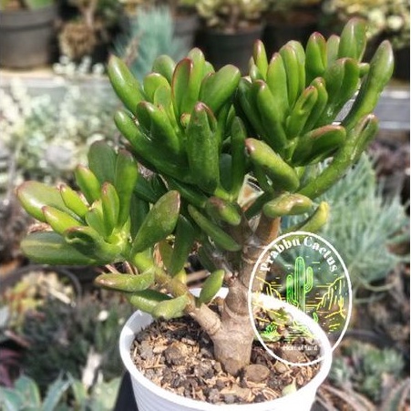 Kaktus sukulen Ovatagolum jumbo