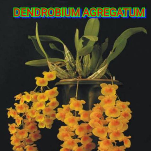 anggrek dendro dendrobium agregatum dewasa
