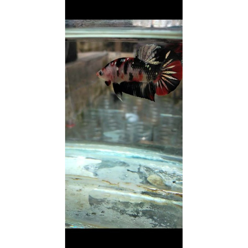 Red Koi copper gold Real pict