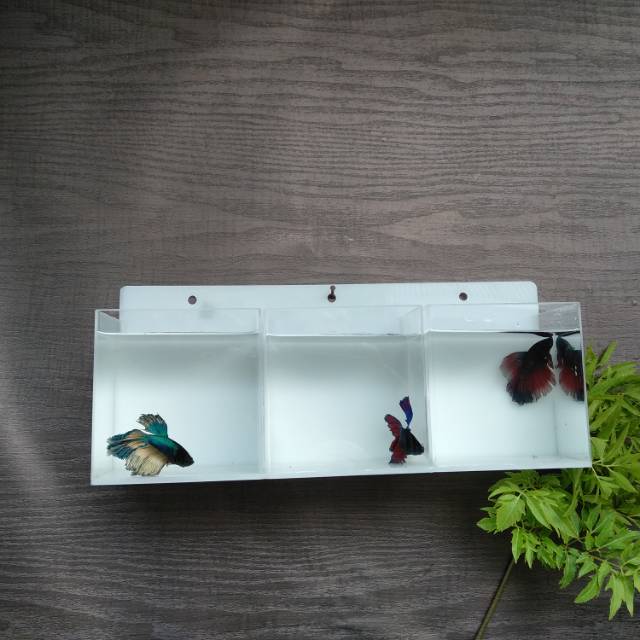 Aquarium gantung dinding mini ikan cupang 3 kamar