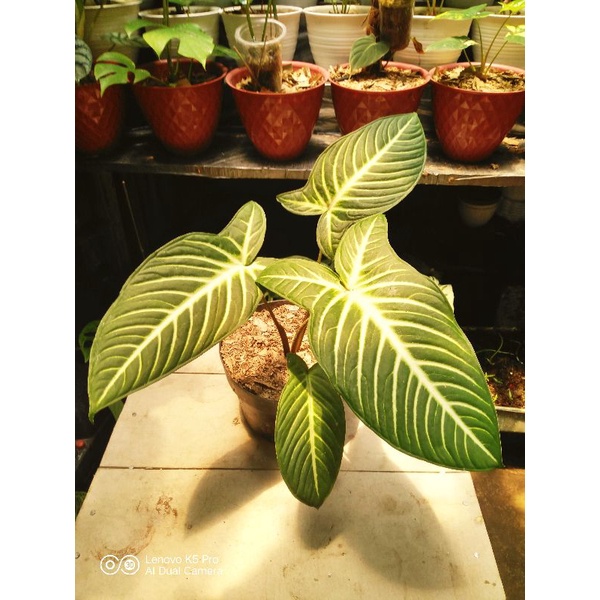 Keladi Xanthosoma Lindenii