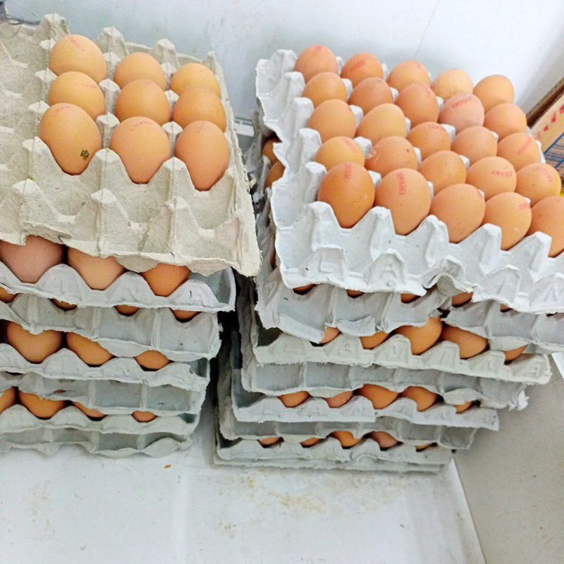 

TELUR OMEGA 3 ( isi 30 butir / 1 tray ) atau 2kg gambar original 100%
