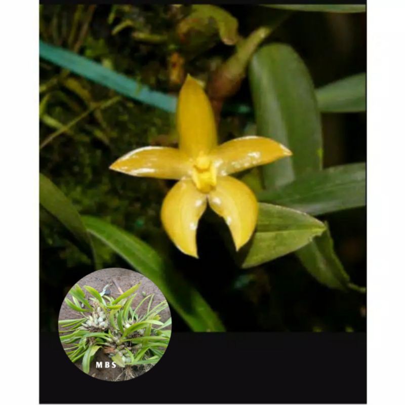 anggrek bulbophyllum