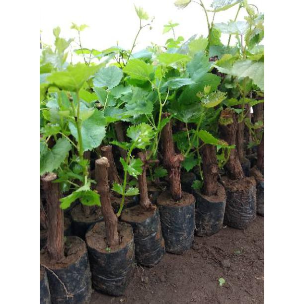 M4IL BIBIT ANGGUR CAROLINE BLACK ROSE