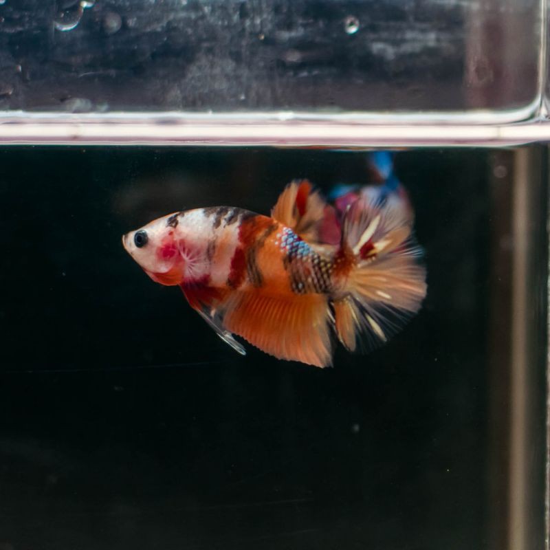 cupang nemo cooper gold