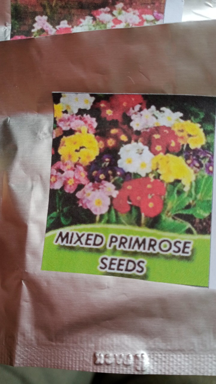 Biji Bunga Blue Europan Primrose