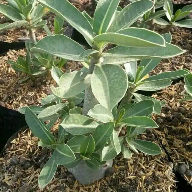 Tanaman hias adenium arabicum bunga merah