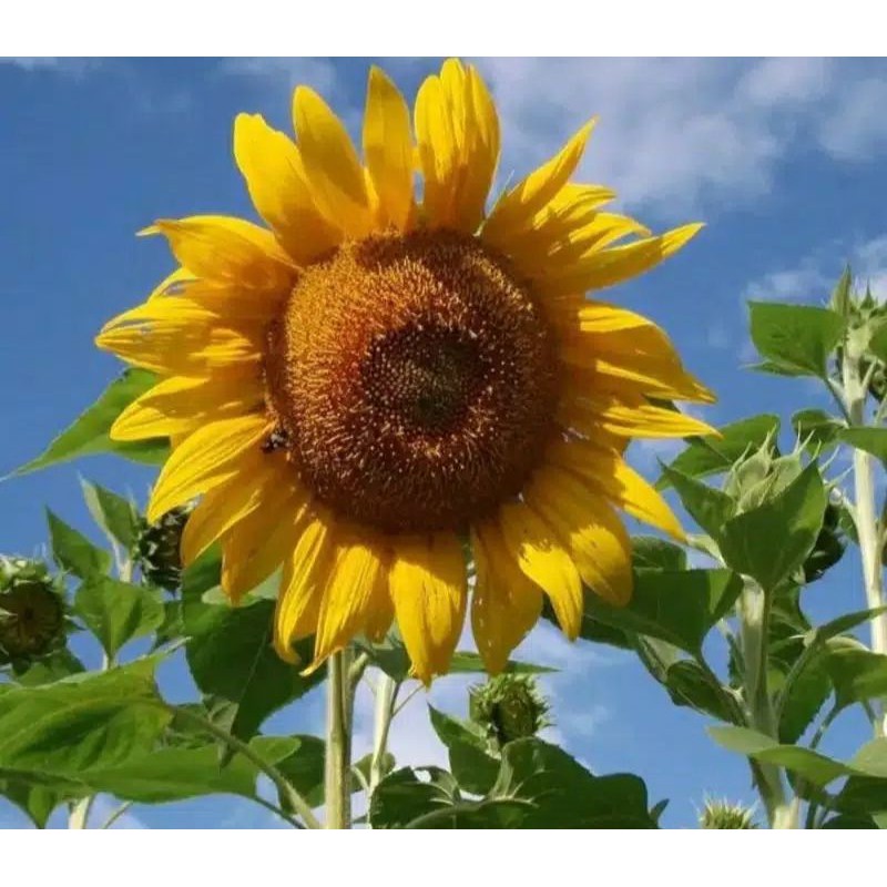 biji benih bunga matahari