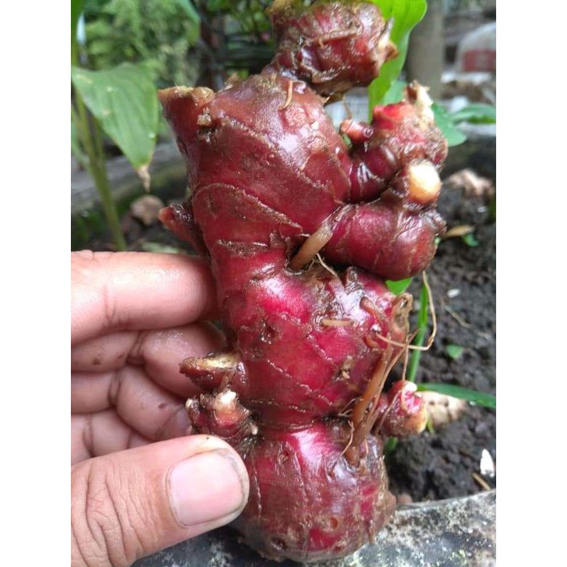 RIMPANG JAHE MERAH BIBIT MAUPUN KONSUMSI