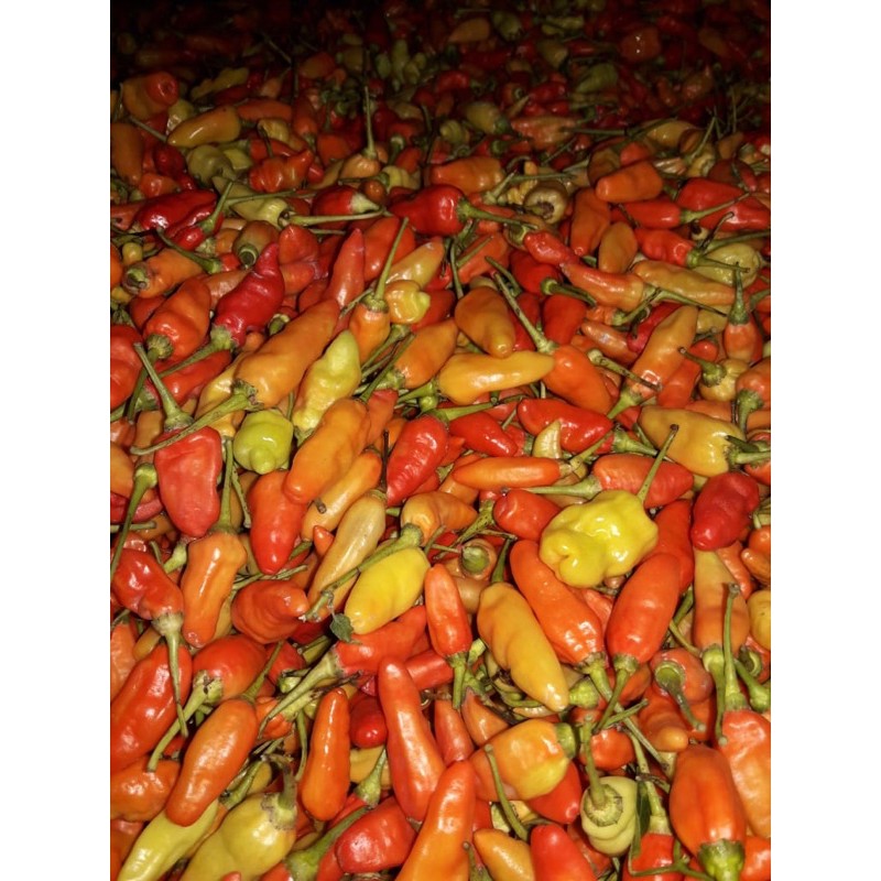 

Cabe Rawit Merah Banyuwangi 250gr, 500gr, 1000gr