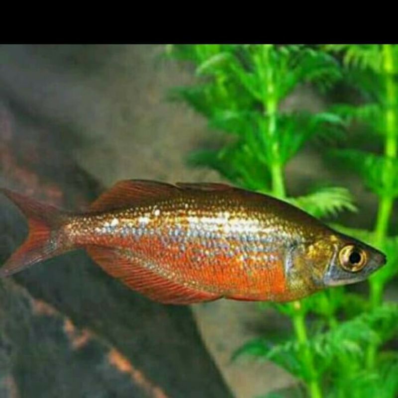 ikan rainbow red atau rainbow merah