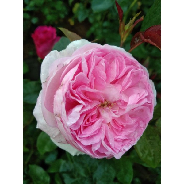 Mawar Import Wangi Mouncour - mawar rambat wangi - tanaman merambat