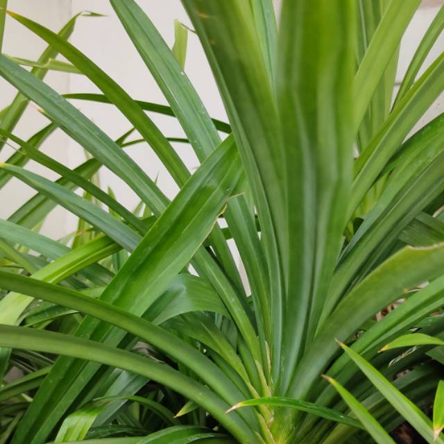 

Daun Pandan Organik dijual per helai