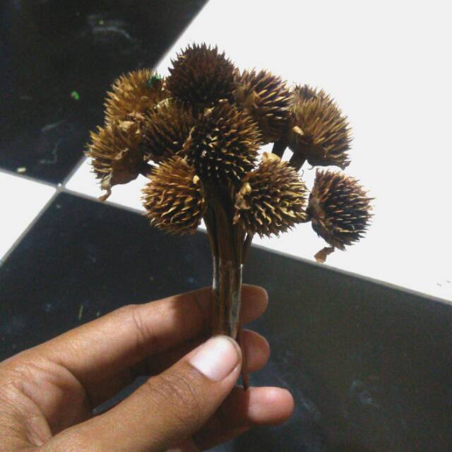 

Marigold