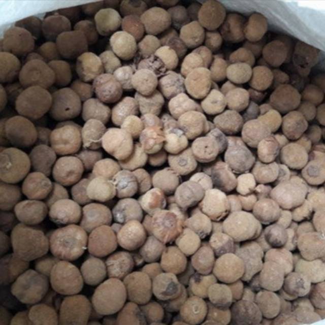 [COD] Biji / Benih Jati Hibrid Solomon Siap Semai