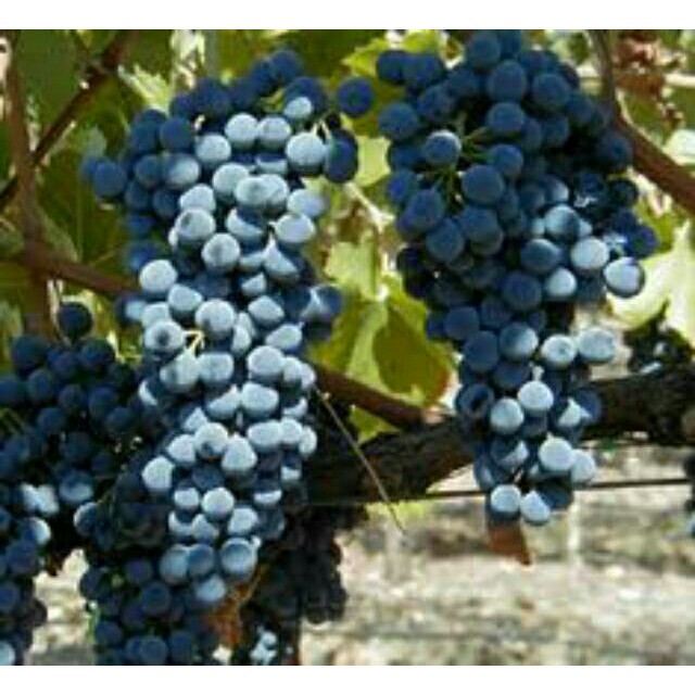 bibit anggur jupiter Grafting