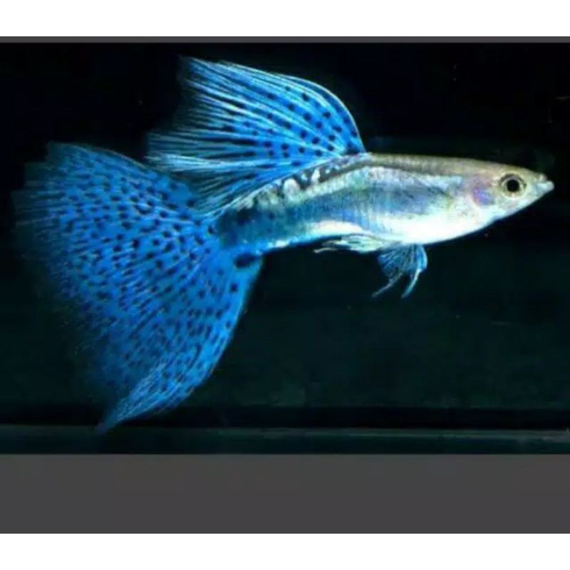 

ikan guppy blue grass