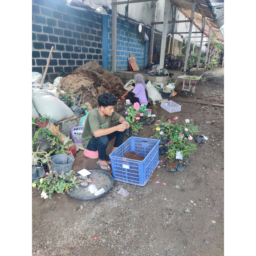 TANAMAN BUNGA MURAH ANTING PUTRI SALJU TANAMAN HIAS INDOOR OUTDOOR