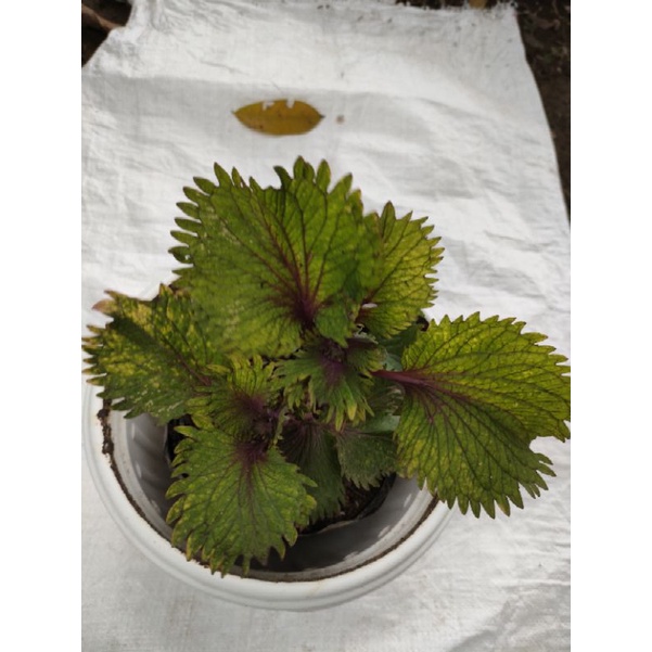 Miana Hijau Urat Daun Ungu