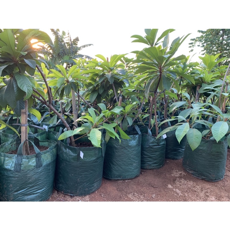 Bibit Mamey Sapote Magana