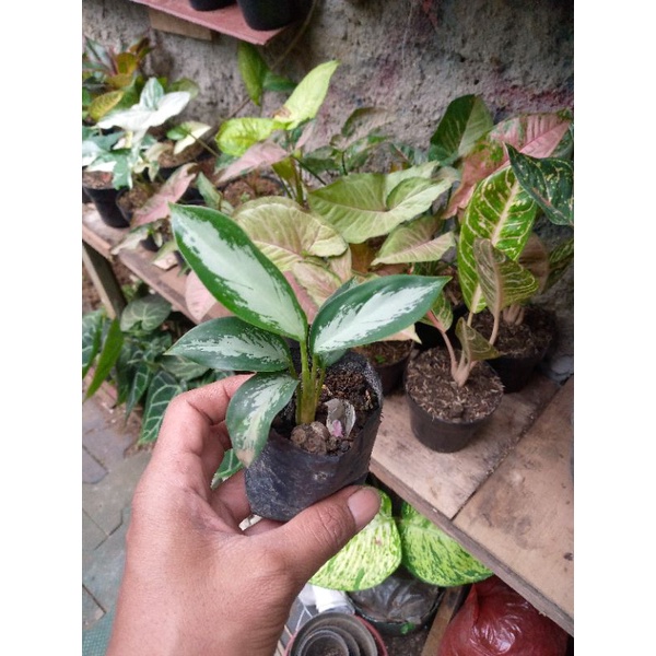 SriRejeki silver Lance