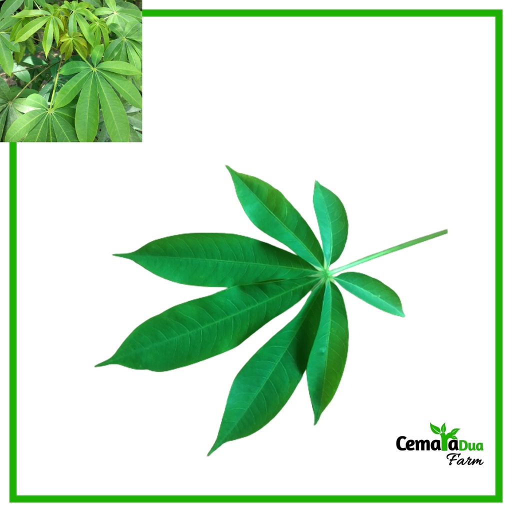 

Daun Randu atau Daun Pohon Kapuk Segar 100 gr