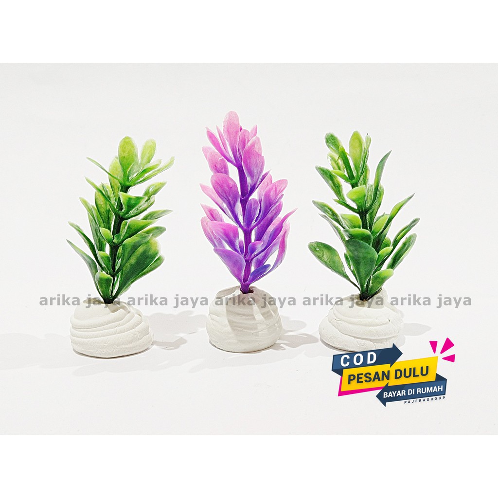 Tanaman hias untuk mempercantik aquarium dan aquascape Dischidia Geri Tinggi 8cm