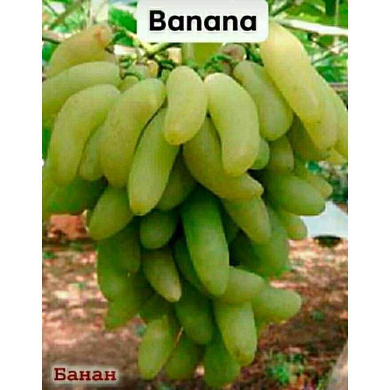 bibit anggur import banana