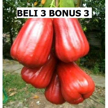 

Bibit jambu air madu,beli 3 gratis(3)bibit jeruk kasturi+(pupuk)