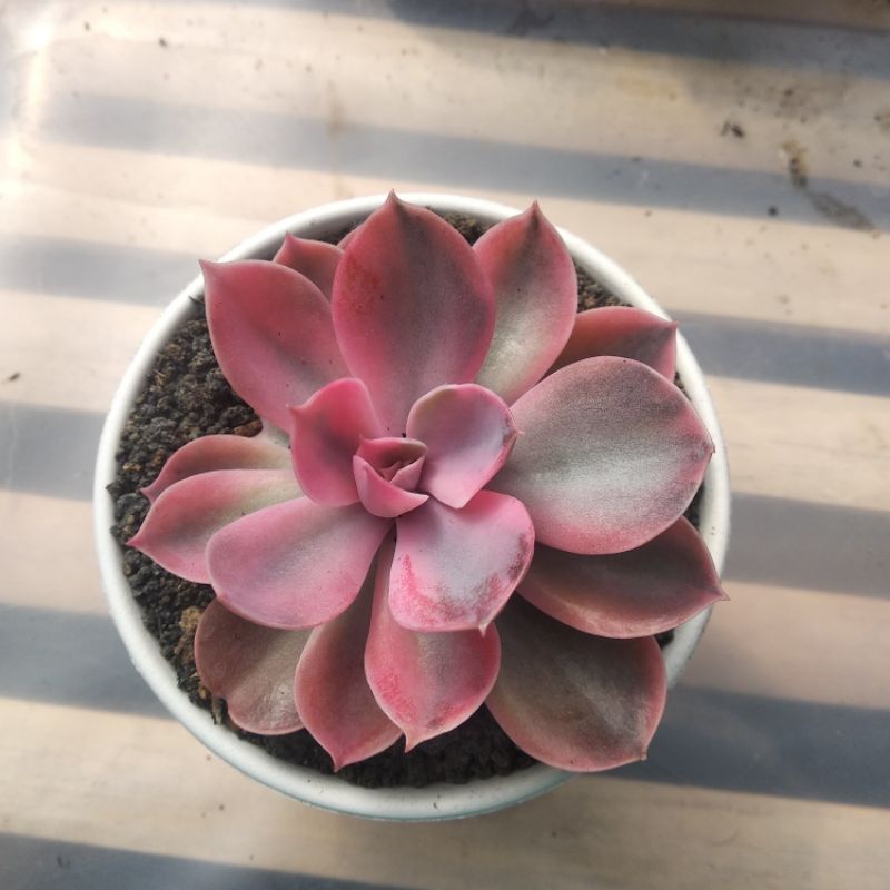 sekulen Echeveria Rainbow