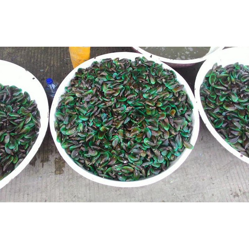 

Kerang Hijau/ Kerang Ijo