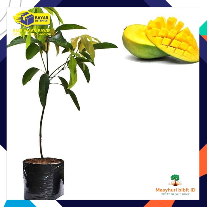 Bibit Mangga Arumanis