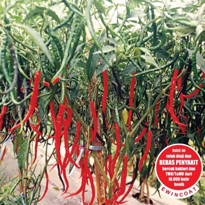 Benih Biji Bibit Cabe Cabai Keriting Lado F1 Tpsdd3 Segera Dapatkan