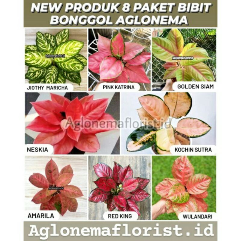 Paket 8 murah bibit bonggol Aglonema
