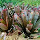 TANAMAN HIAS BROMELIA MAWAR GIANT MERAH/ RED ROSE