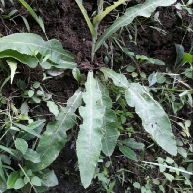 

Promo murah daun tempuyung fresh 1 kg