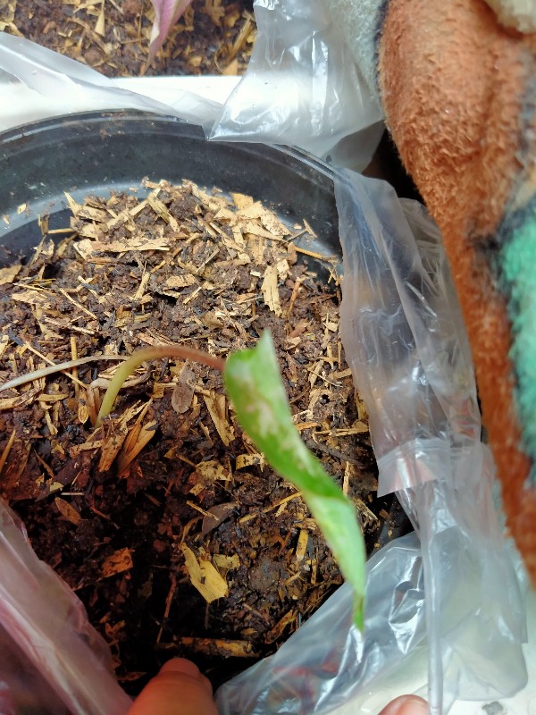 Caladium Gingerland / Dikirim Anakan Keladi Gingerland