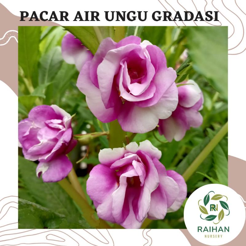 5 Biji Benih Bunga Pacar Air Impatiens Balsamina Ungu Gradasi