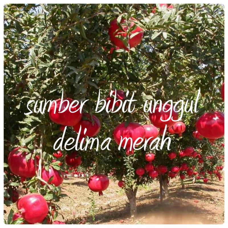 bibit delima merah super unggul