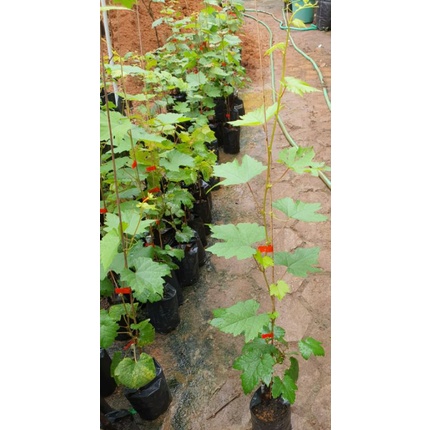 BIBIT POHON ANGGUR IMPOR BERKUALITAS SIAP TANAM