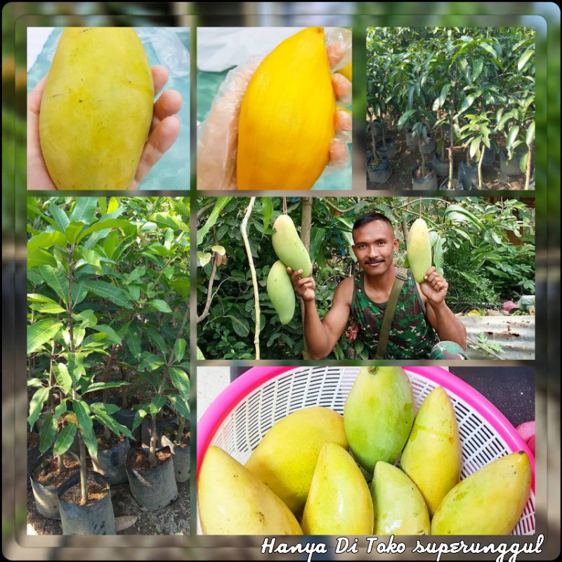 Bibit Tanaman Mangga Ukuran Satu Meter Gratis Pupuk Dan Panduan Perawatan