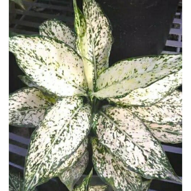 AGLONEMA SNOW WHAIT AGLONEMA LOKAL AGLONEMA  JUMBO