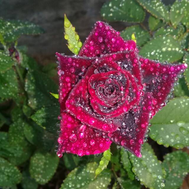 asik_45